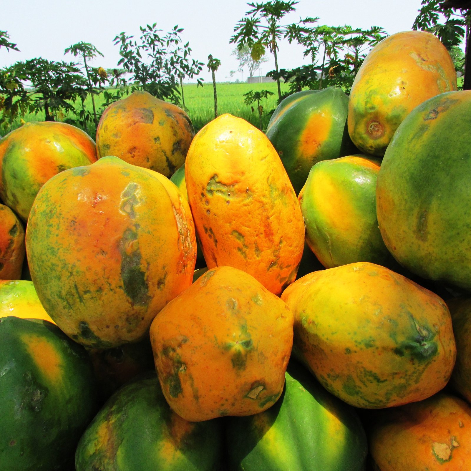 5 Papaya Benefits and Uses for Skin Care